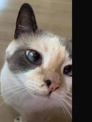 Gato raça SRD-ViraLata idade 2 anos nome Flora