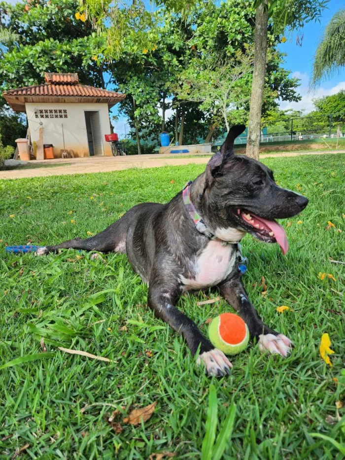 Cachorro raça SRD-ViraLata idade 4 anos nome Piccola