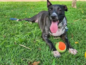 Cachorro raça SRD-ViraLata idade 4 anos nome Piccola