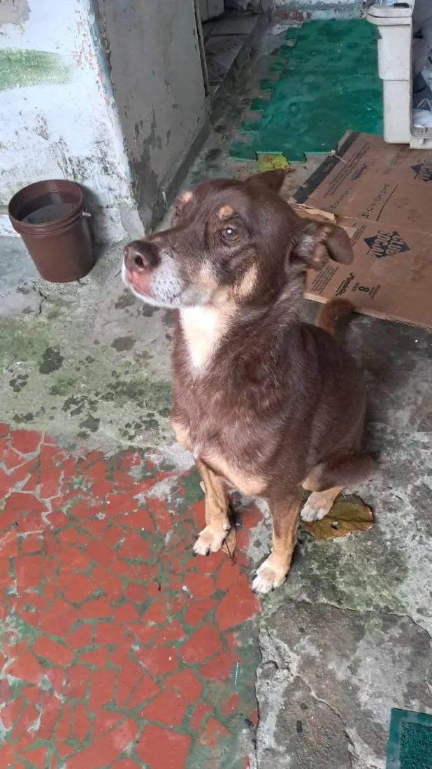 Cachorro raça SRD-ViraLata idade 6 ou mais anos nome Billy 