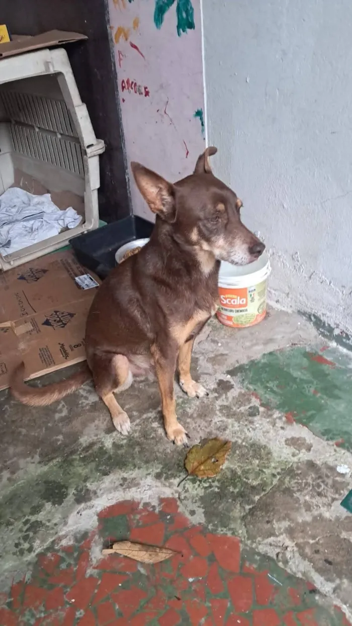 Cachorro raça SRD-ViraLata idade 6 ou mais anos nome Billy 