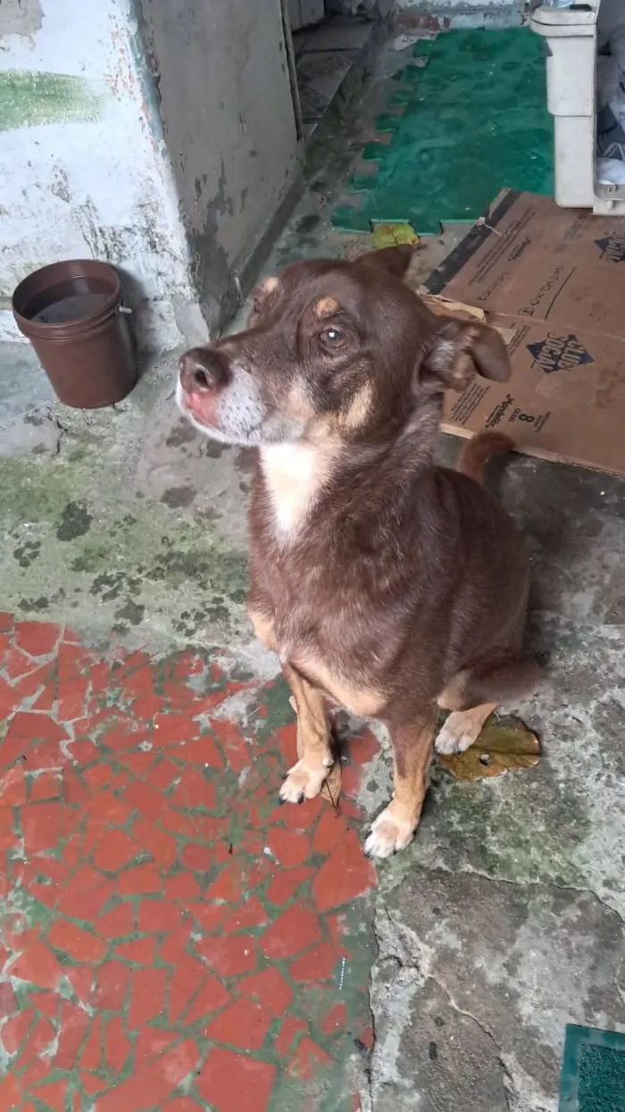 Cachorro raça SRD-ViraLata idade 6 ou mais anos nome Billy 