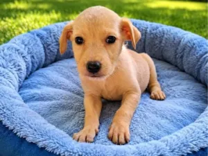Cachorro raça SRD-ViraLata idade 2 a 6 meses nome Cocada