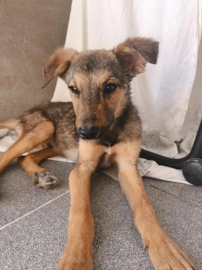 Cachorro raça SRD-ViraLata idade 2 a 6 meses nome Nick 