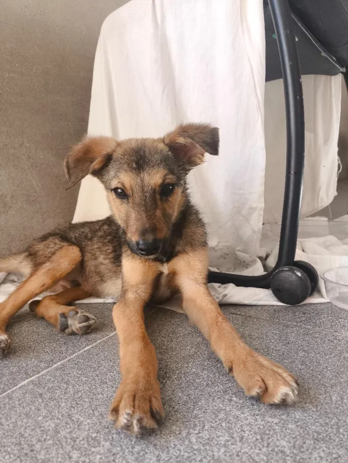Cachorro raça SRD-ViraLata idade 2 a 6 meses nome Nick 