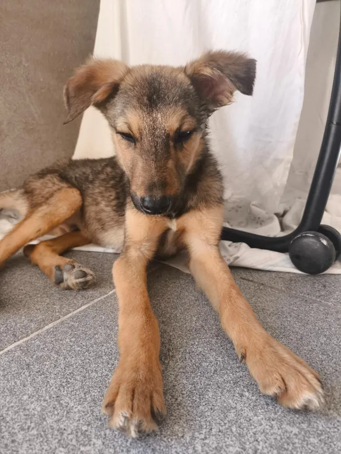 Cachorro raça SRD-ViraLata idade 2 a 6 meses nome Nick 