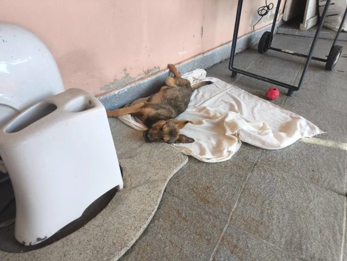 Cachorro raça SRD-ViraLata idade 2 a 6 meses nome Nick 