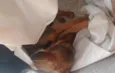 Nick 