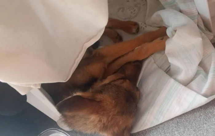 Cachorro raça SRD-ViraLata idade 2 a 6 meses nome Nick 