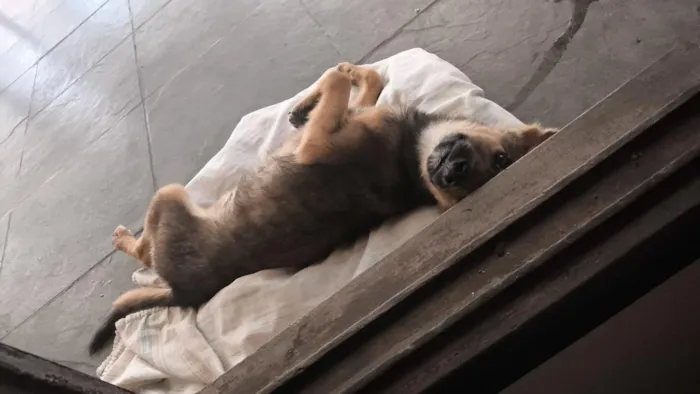 Cachorro raça SRD-ViraLata idade 2 a 6 meses nome Nick 