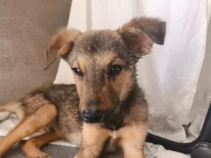 Cachorro raça SRD-ViraLata idade 2 a 6 meses nome Nick 