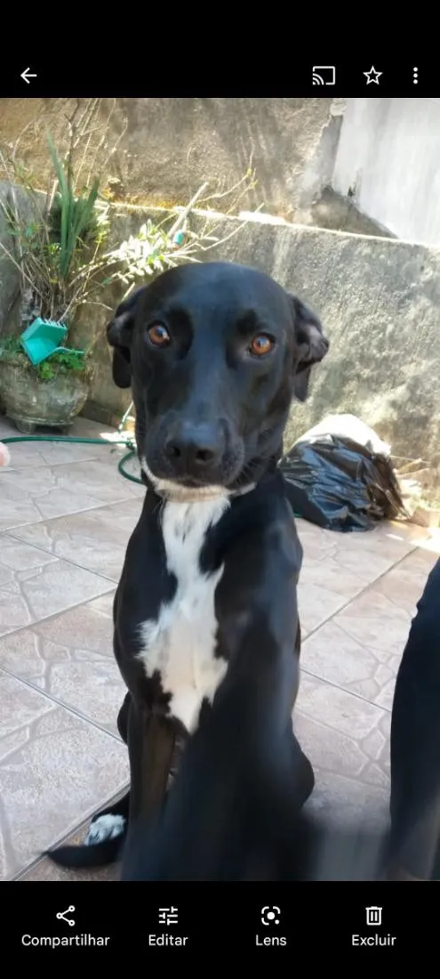 Cachorro raça SRD-ViraLata idade 6 ou mais anos nome Corleone 