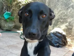 Cachorro raça SRD-ViraLata idade 6 ou mais anos nome Corleone 