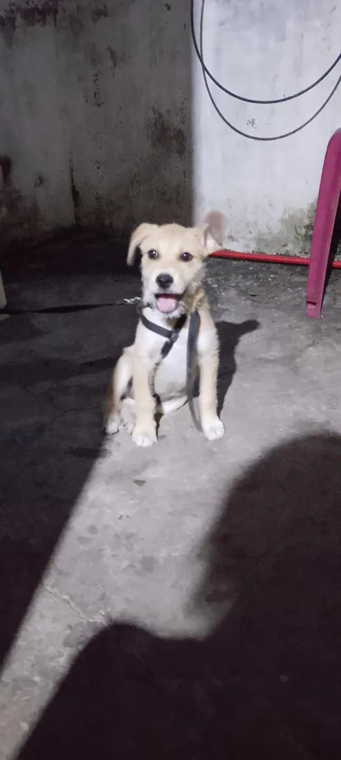 Cachorro raça SRD-ViraLata idade 2 a 6 meses nome Espaike