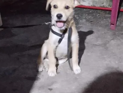 Cachorro raça SRD-ViraLata idade 2 a 6 meses nome Espaike