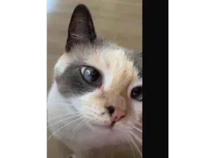 Gato raça SRD-ViraLata idade 2 anos nome Flora