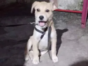 Cachorro raça SRD-ViraLata idade 2 a 6 meses nome Espaike