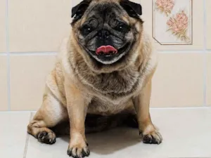 Cachorro raça SRD-ViraLata idade 6 ou mais anos nome Tuti Pug 