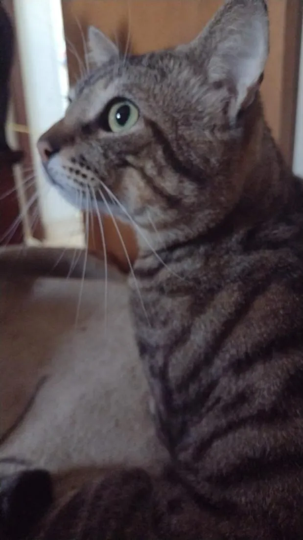 Gato raça SRD-ViraLata idade 1 ano nome Cicéro e loop