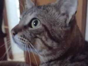 Gato raça SRD-ViraLata idade 1 ano nome Cicéro e loop
