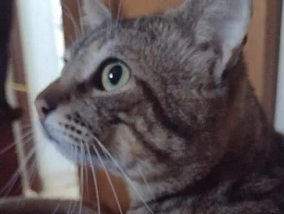 Gato raça SRD-ViraLata idade 1 ano nome Cicéro e loop