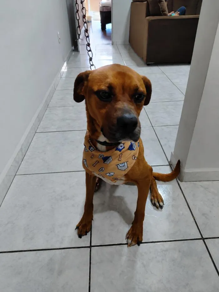 Cachorro raça SRD-ViraLata idade 4 anos nome Zeus