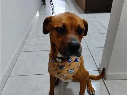 Cachorro raça SRD-ViraLata idade 4 anos nome Zeus