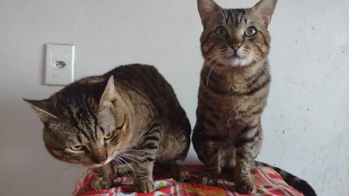 Gato raça SRD-ViraLata idade 1 ano nome Cicéro e loop