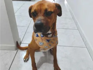Cachorro raça SRD-ViraLata idade 4 anos nome Zeus