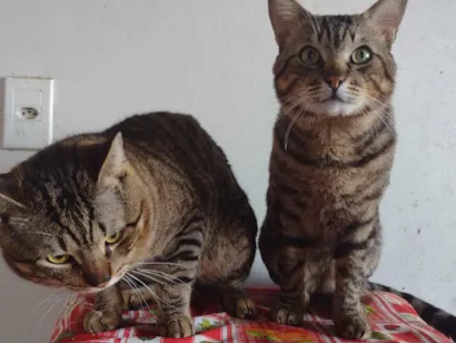 Gato raça SRD-ViraLata idade 1 ano nome Cicéro e loop