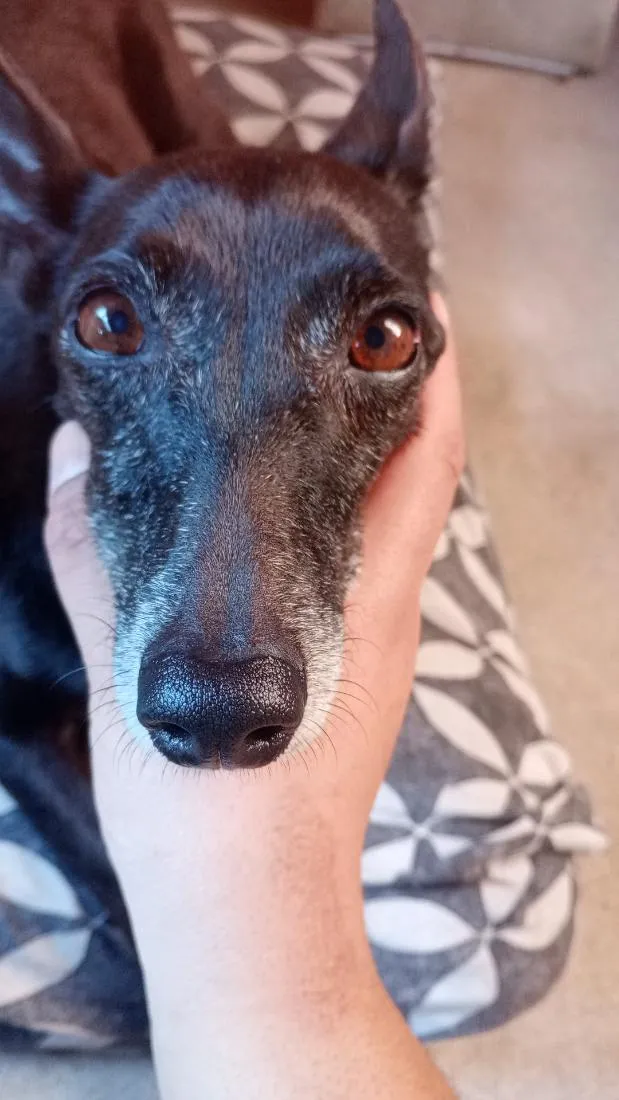 Cachorro raça SRD-ViraLata idade 6 ou mais anos nome cacau