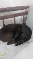 cacau