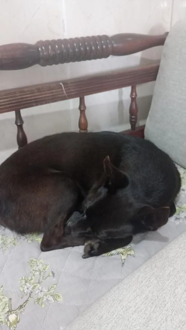 Cachorro raça SRD-ViraLata idade 6 ou mais anos nome cacau