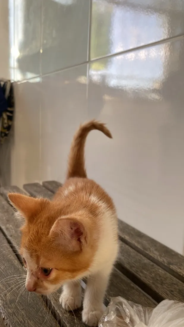 Gato raça SRD-ViraLata idade 2 a 6 meses nome Sem nome.