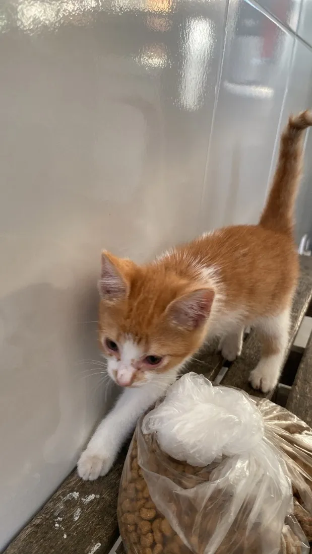 Gato raça SRD-ViraLata idade 2 a 6 meses nome Sem nome.