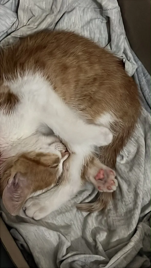 Gato raça SRD-ViraLata idade 2 a 6 meses nome Sem nome.