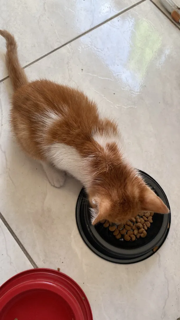 Gato raça SRD-ViraLata idade 2 a 6 meses nome Sem nome.