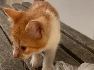 Gato raça SRD-ViraLata idade 2 a 6 meses nome Sem nome.