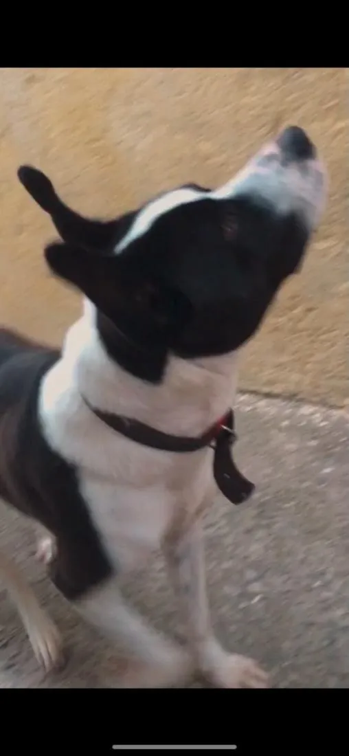 Cachorro raça SRD-ViraLata idade 4 anos nome Bony