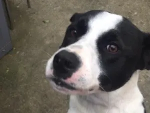 Cachorro raça SRD-ViraLata idade 4 anos nome Bony