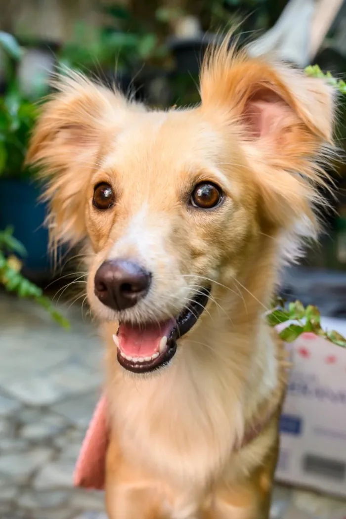 Cachorro raça SRD-ViraLata idade 1 ano nome Mila