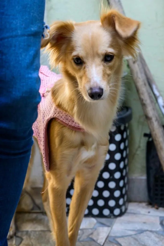 Cachorro raça SRD-ViraLata idade 1 ano nome Mila