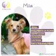 Mila