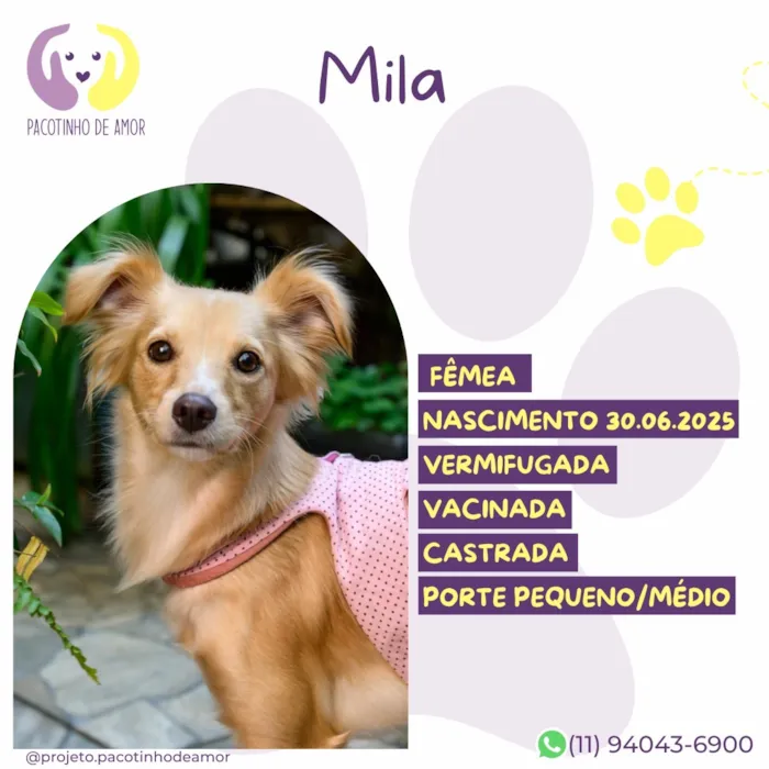 Cachorro raça SRD-ViraLata idade 1 ano nome Mila