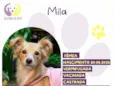 Mila