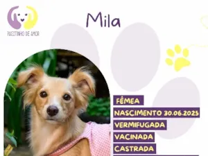Cachorro raça SRD-ViraLata idade 1 ano nome Mila