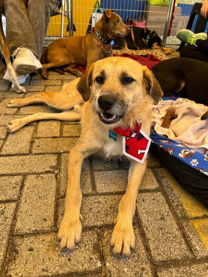 Cachorro raça SRD-ViraLata idade 3 anos nome Zeus 