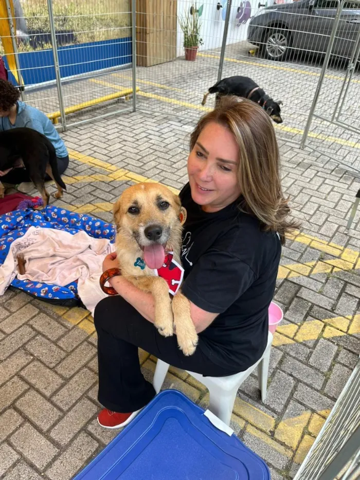 Cachorro raça SRD-ViraLata idade 3 anos nome Zeus 