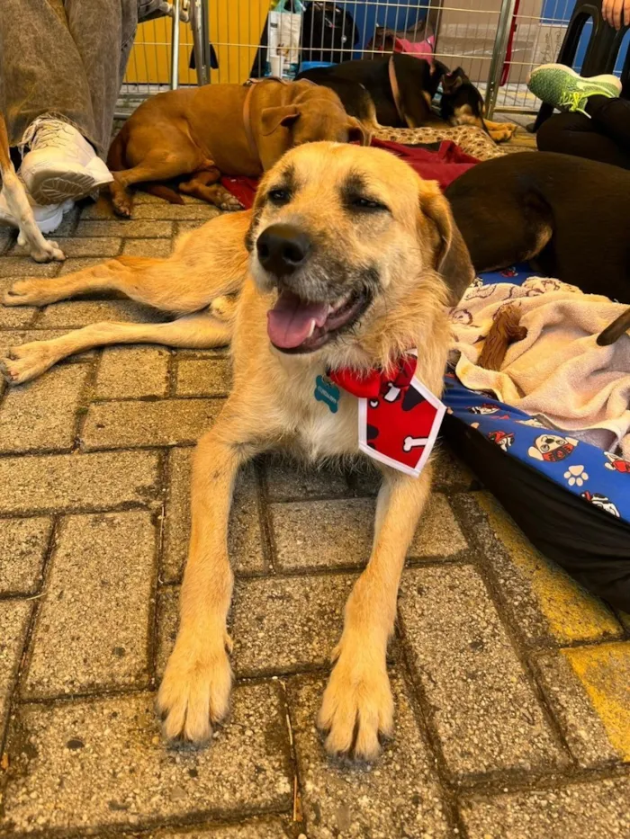 Cachorro raça SRD-ViraLata idade 3 anos nome Zeus 