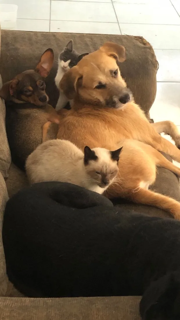 Cachorro raça SRD-ViraLata idade 3 anos nome Zeus 